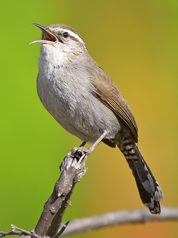 Wren3.jpg