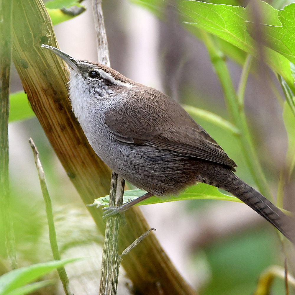 Wren3.jpg