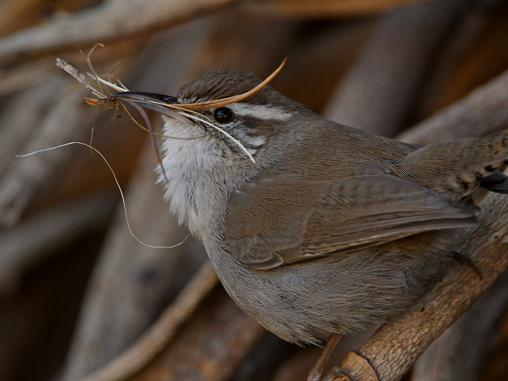 Wren3.jpg