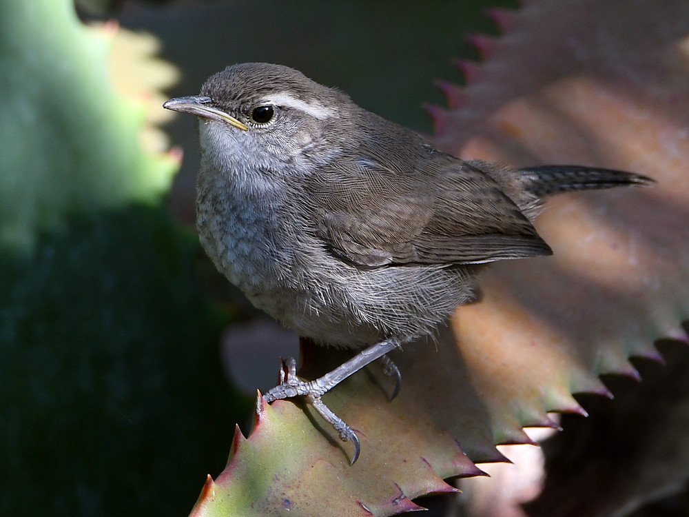 Wren3.jpg