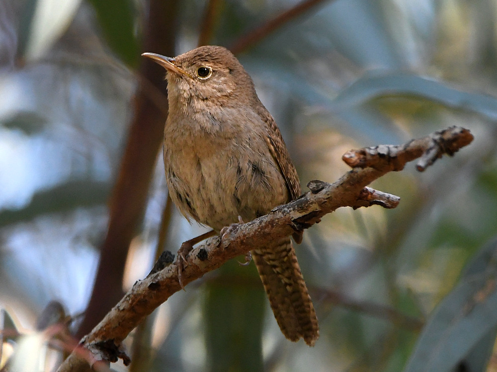 Wren3.jpg