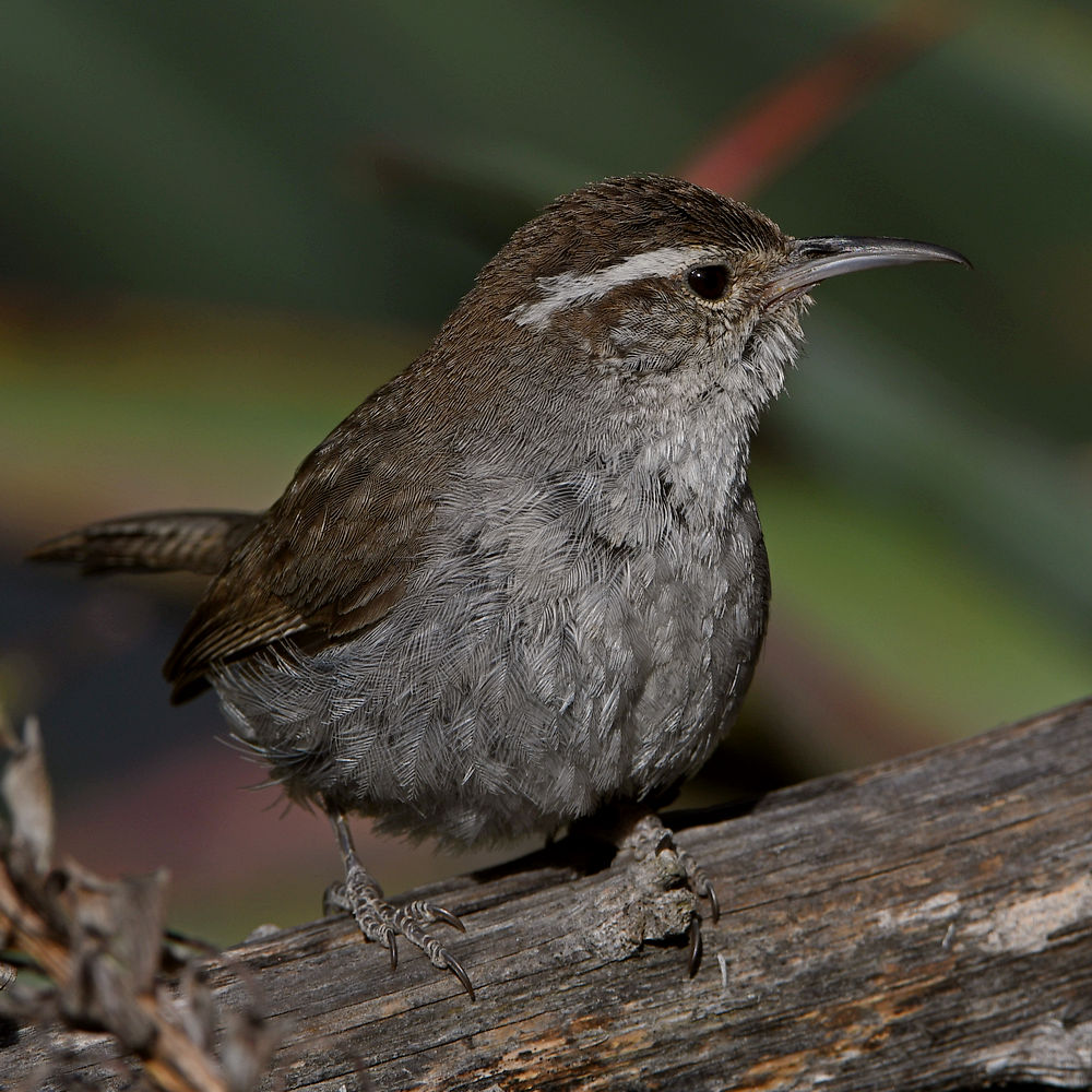 Wren3.jpg