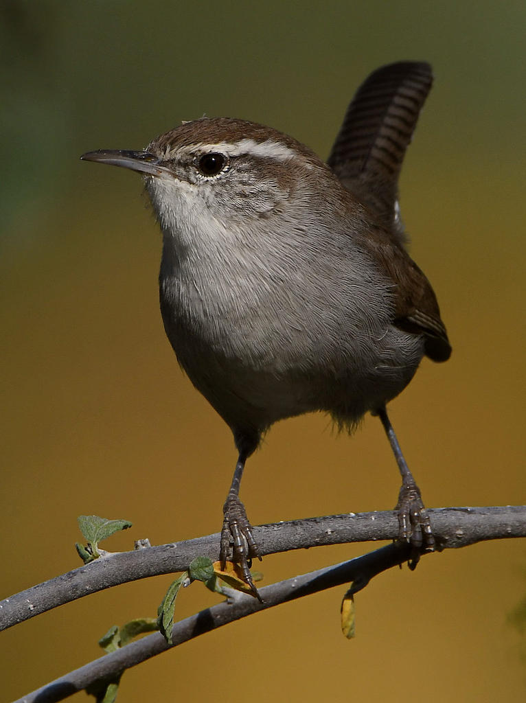 Wren3.jpg
