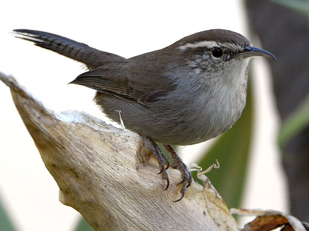 Wren3.jpg