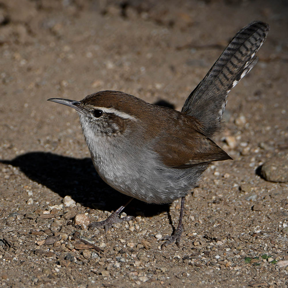 Wren3.jpg