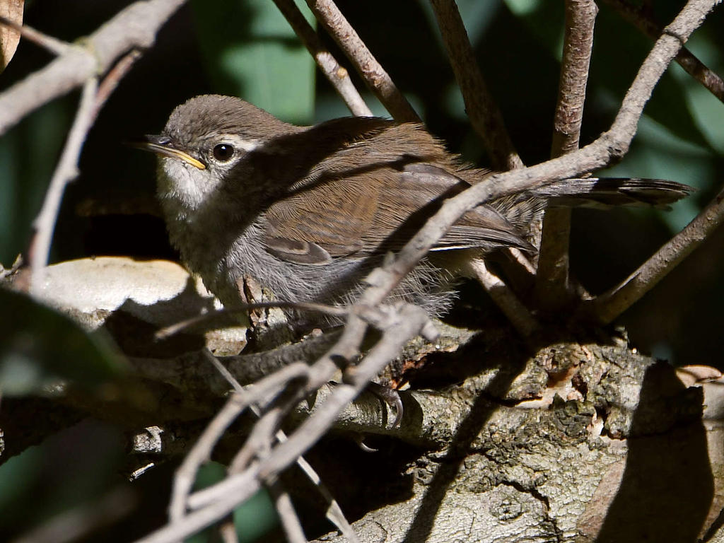 Wren3.jpg