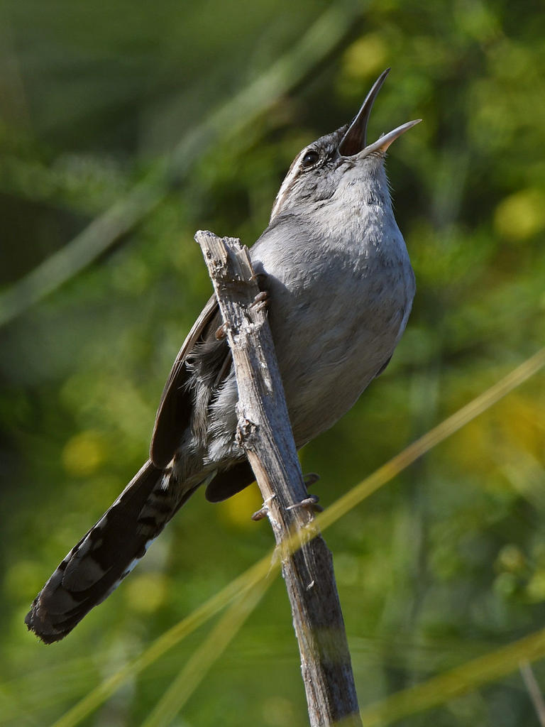 Wren3.jpg