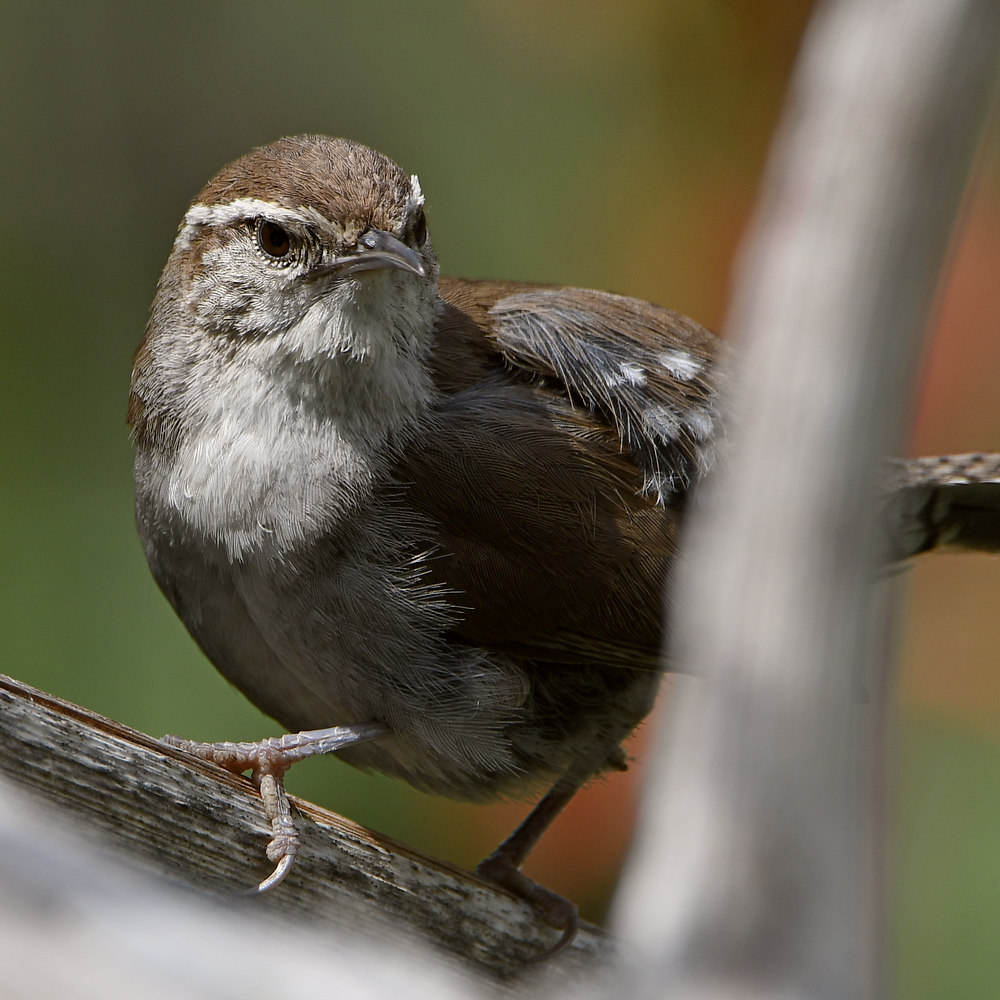 Wren30.jpg