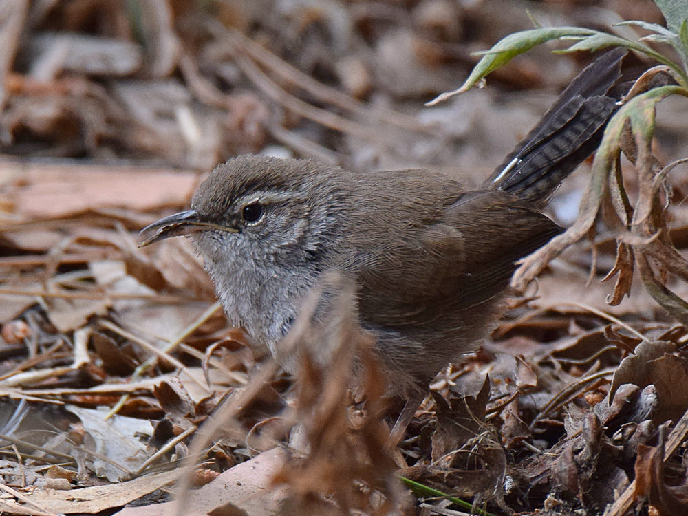 Wren4.jpg