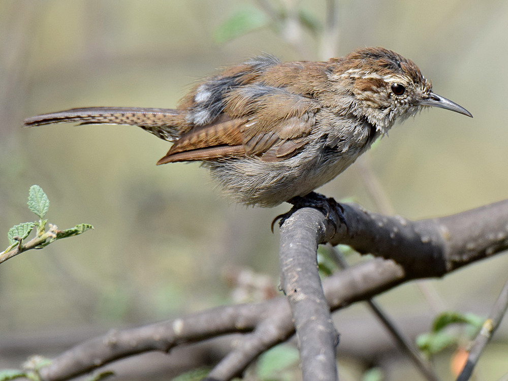 Wren4.jpg