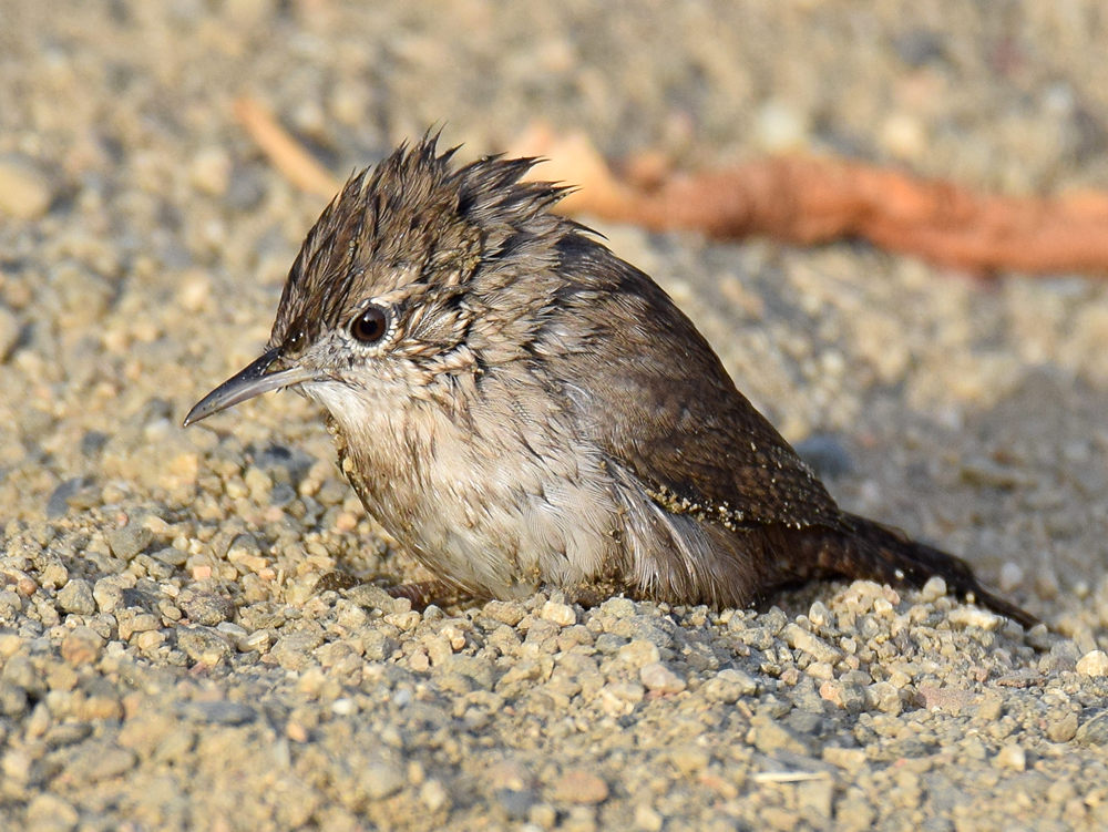 Wren4.jpg