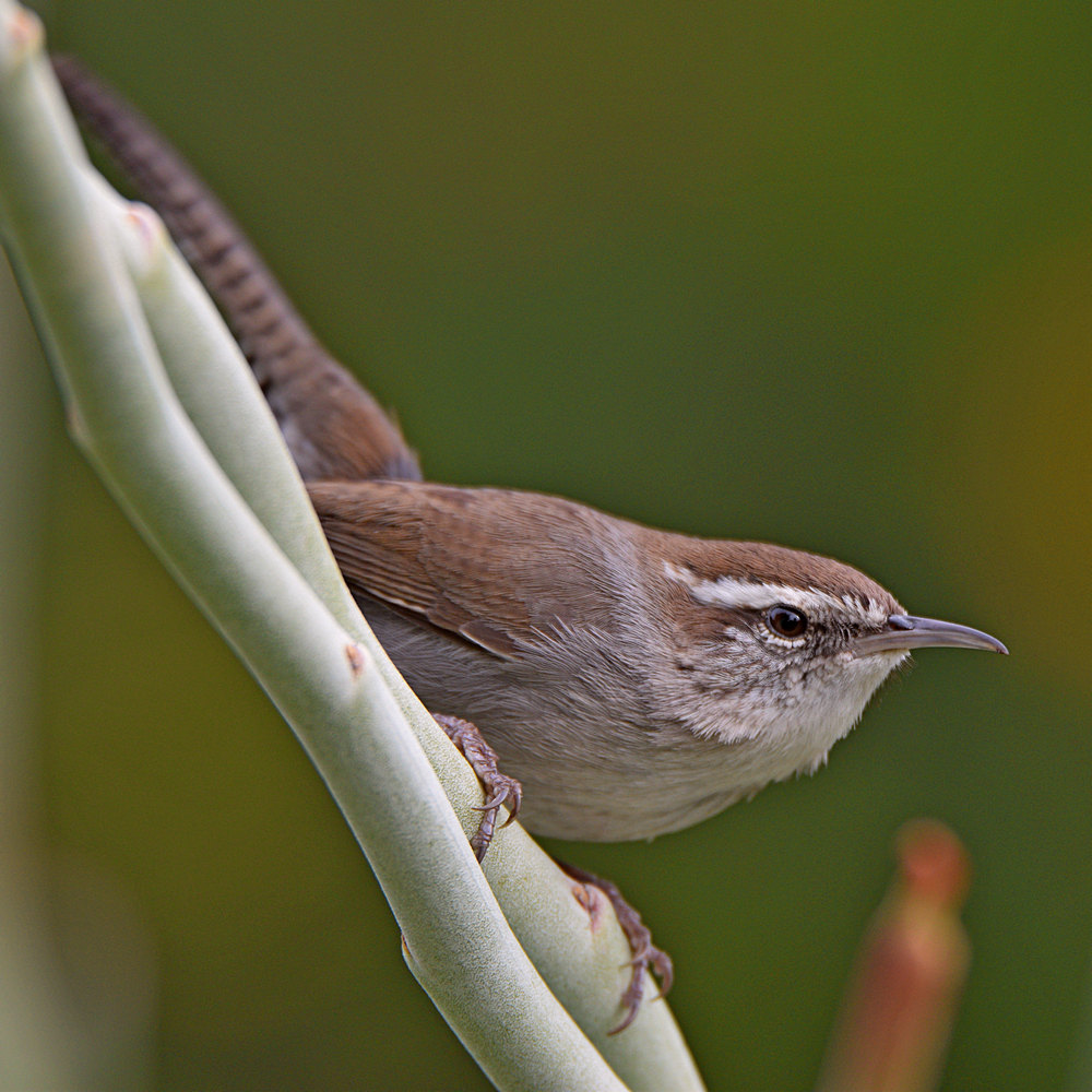 Wren4.jpg