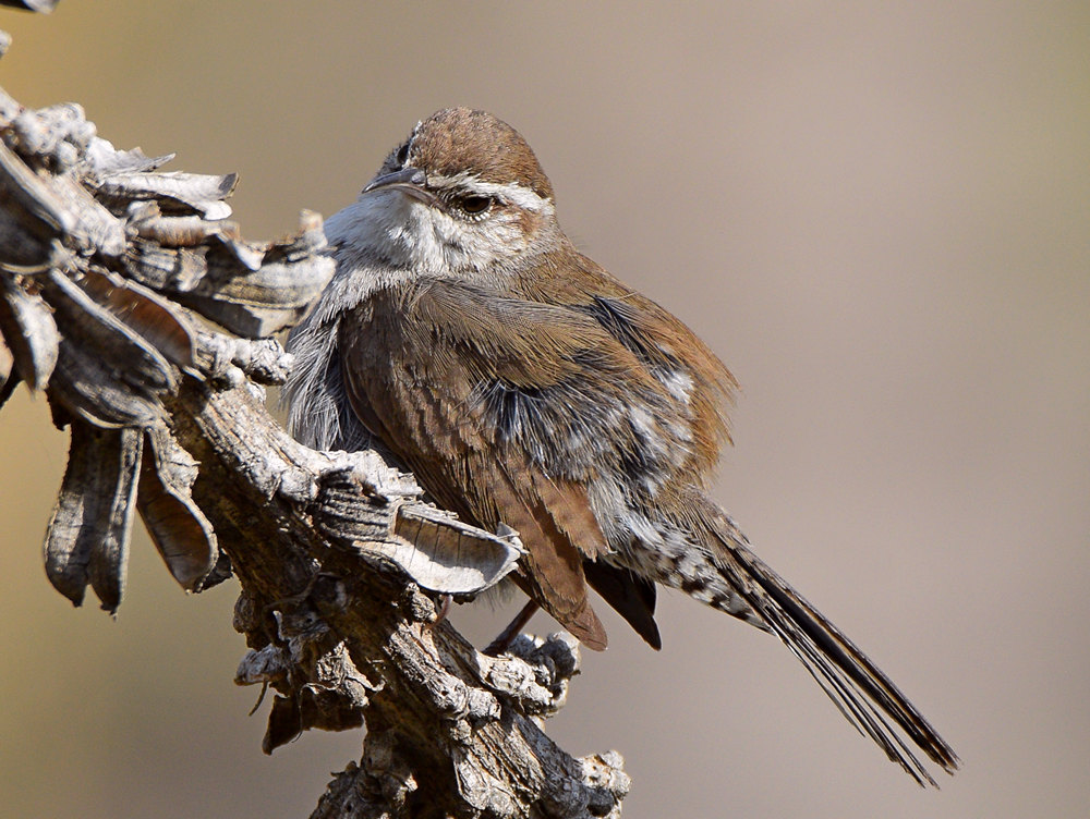 Wren4.jpg