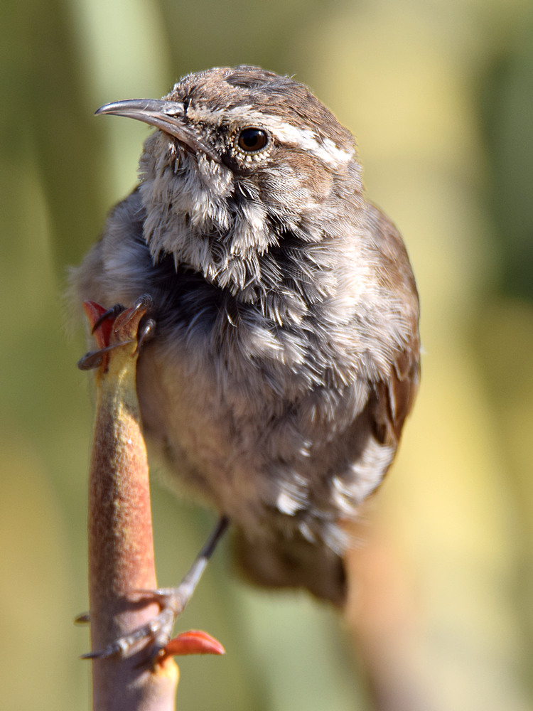 Wren4.jpg