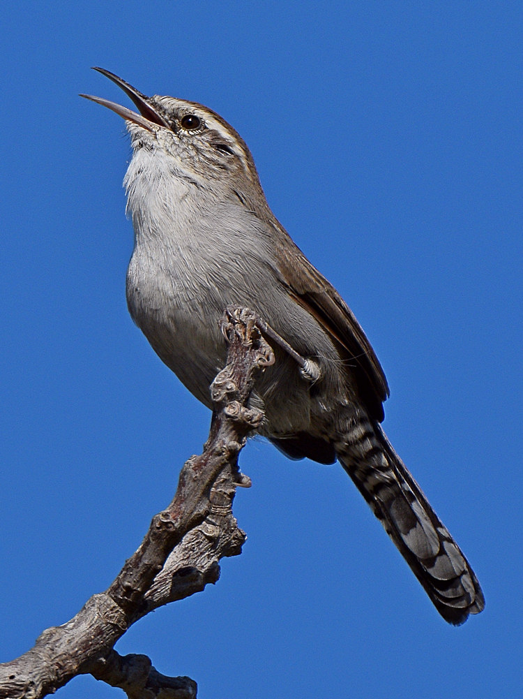 Wren4.jpg