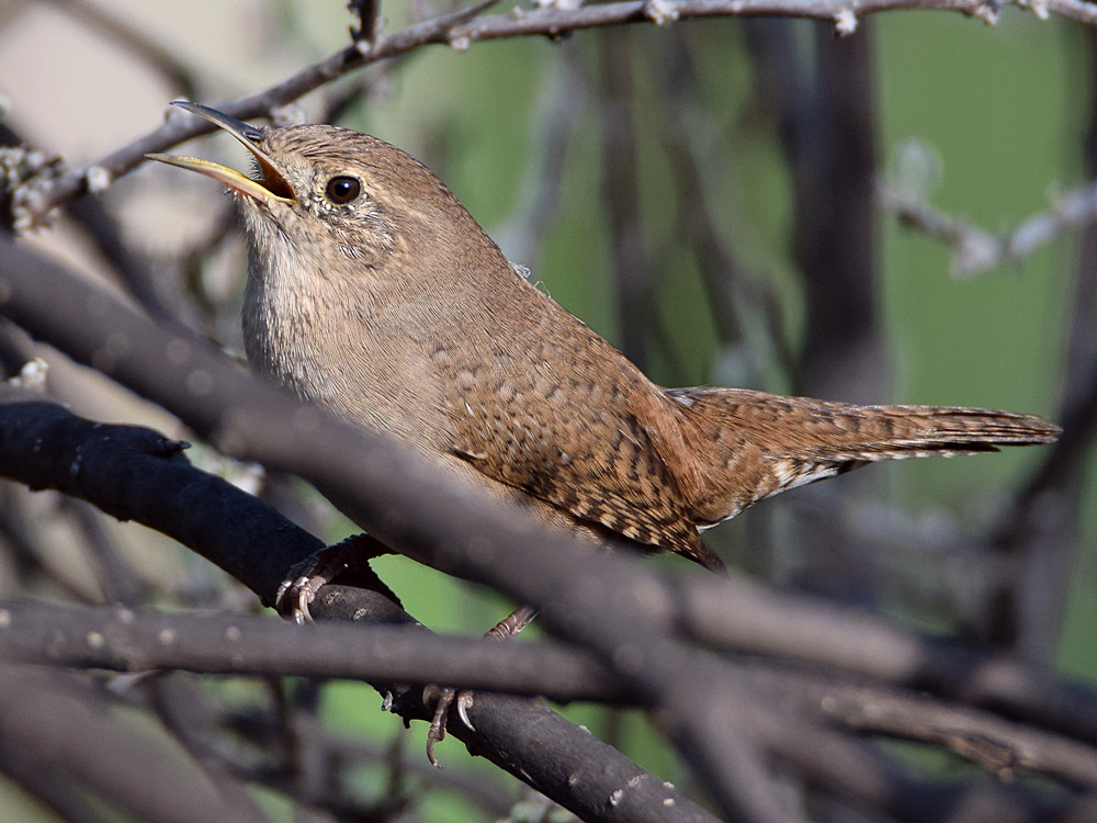Wren4.jpg