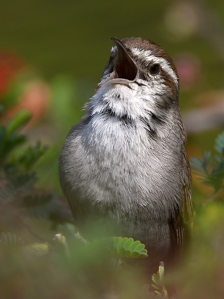 Wren4.jpg