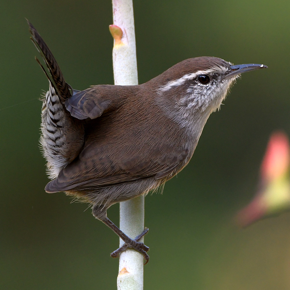 Wren4.jpg