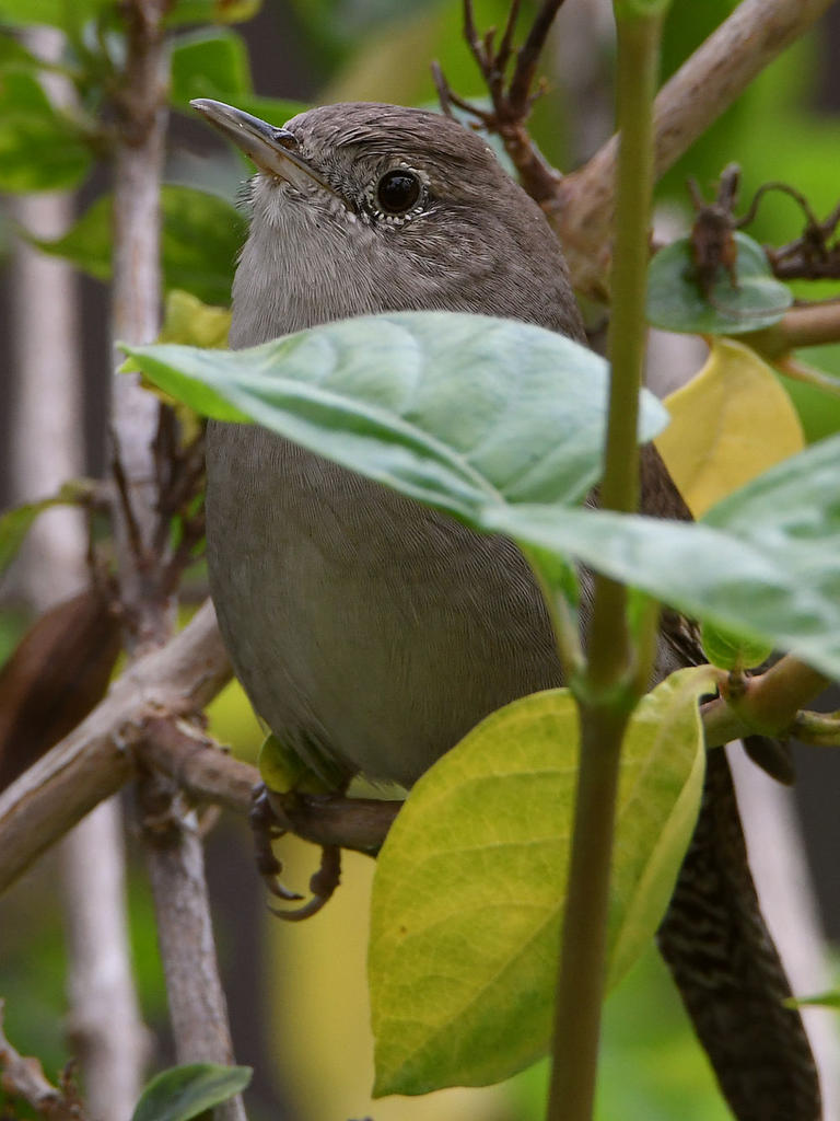 Wren4.jpg