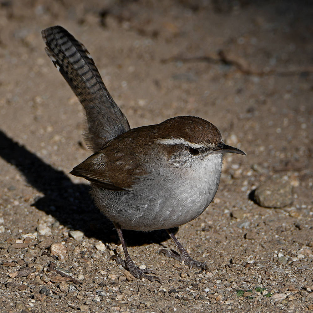 Wren4.jpg
