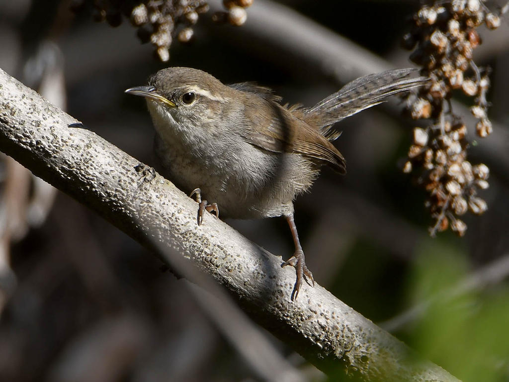 Wren4.jpg