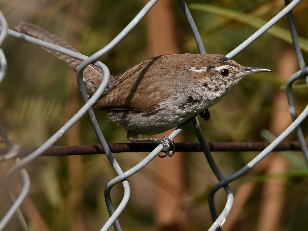 Wren4.jpg