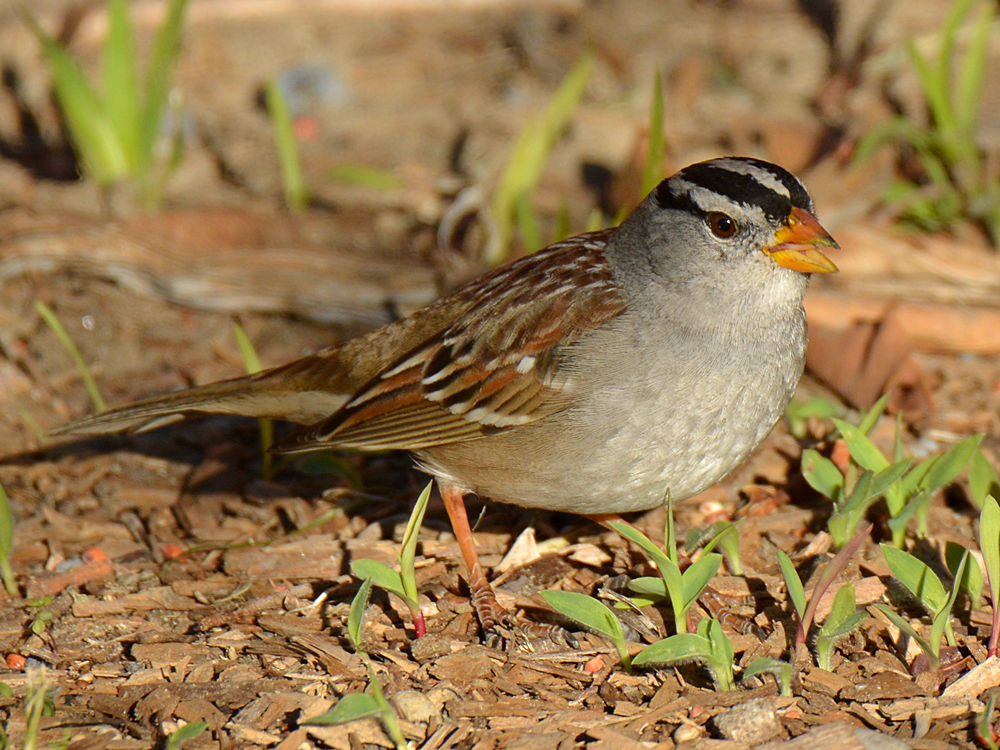Wren5.jpg