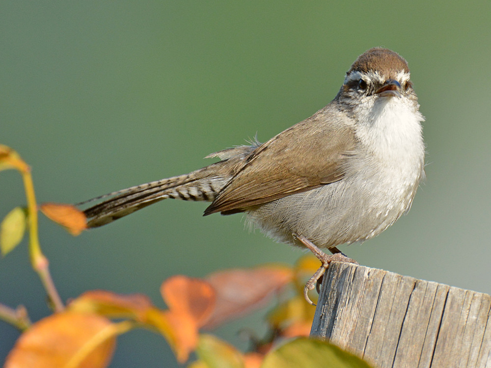 Wren5.jpg