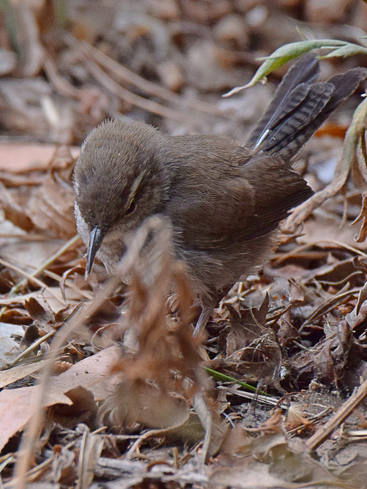 Wren5.jpg