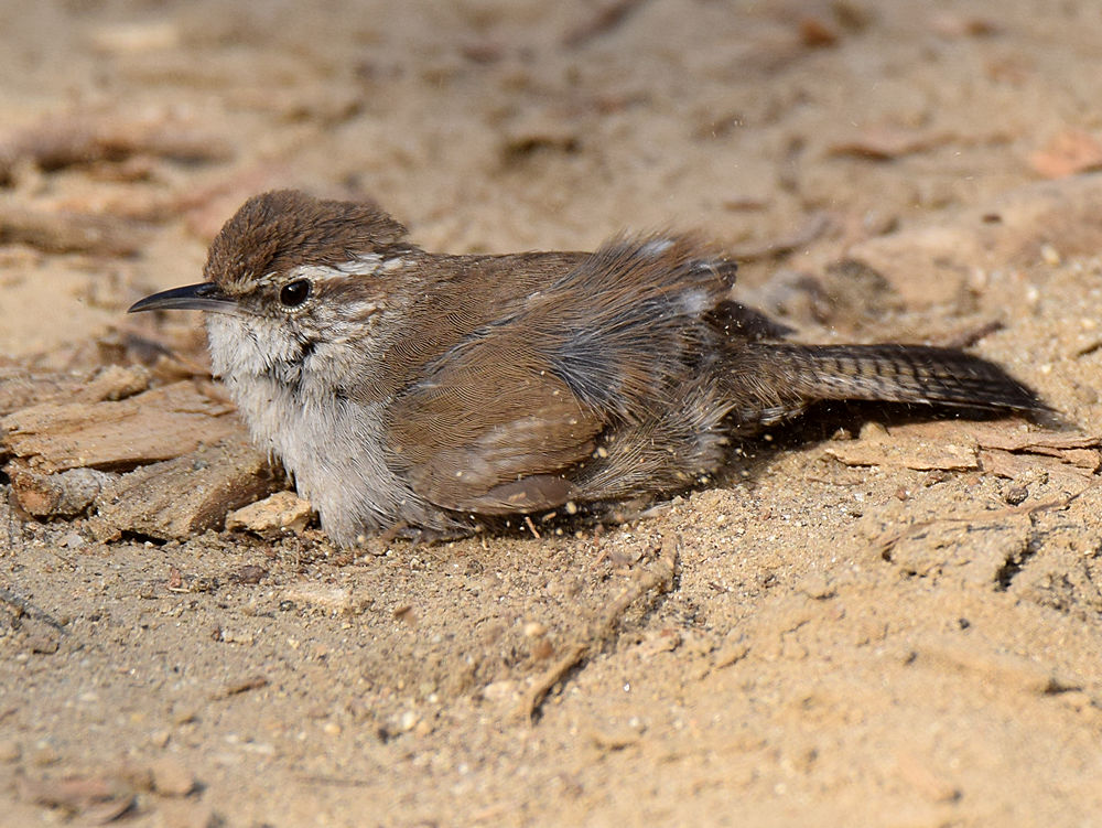 Wren5.jpg