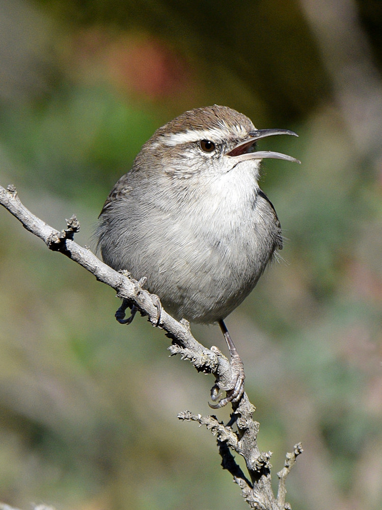 Wren5.jpg