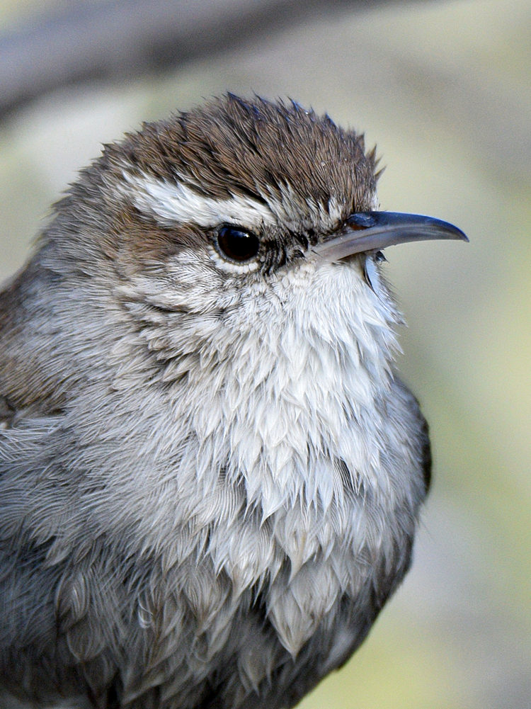 Wren5.jpg