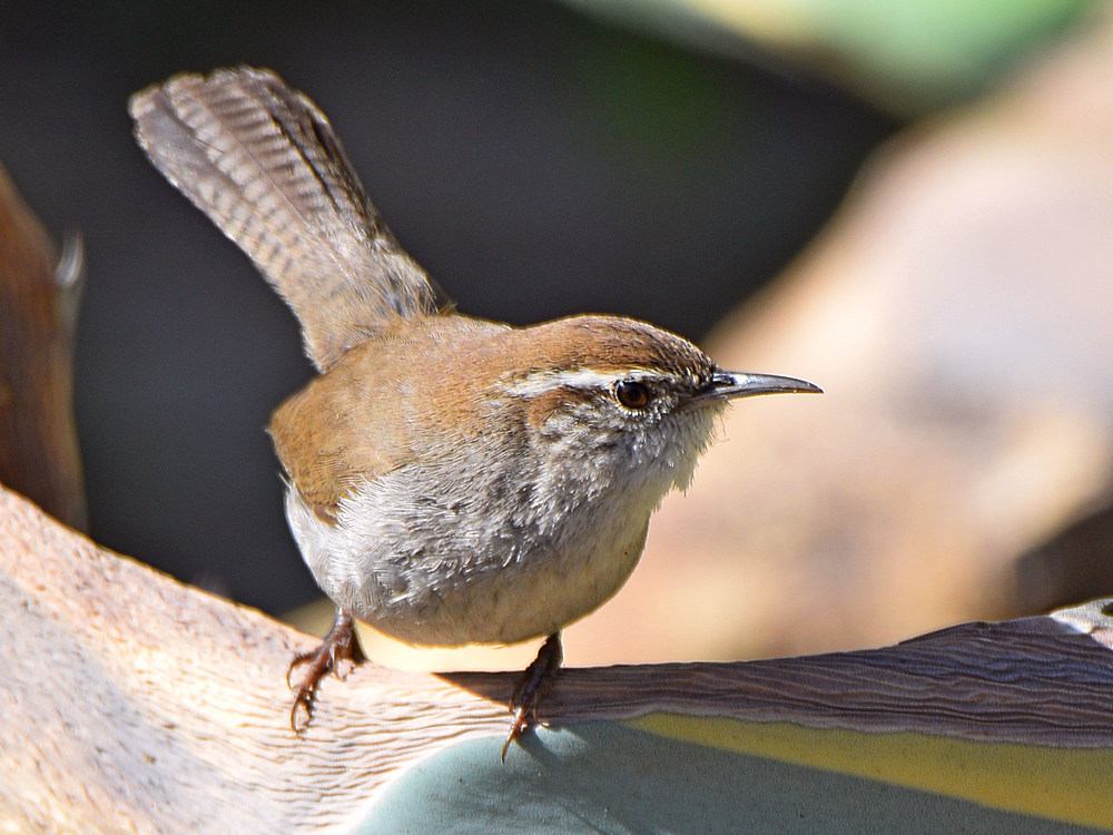 Wren5.jpg