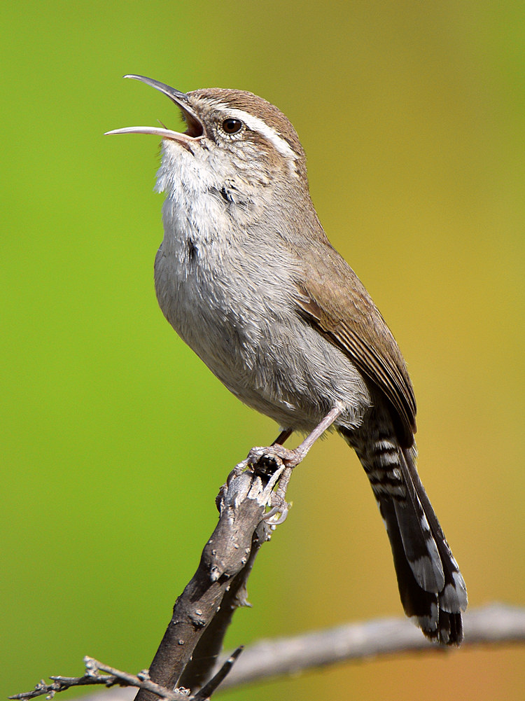 Wren5.jpg