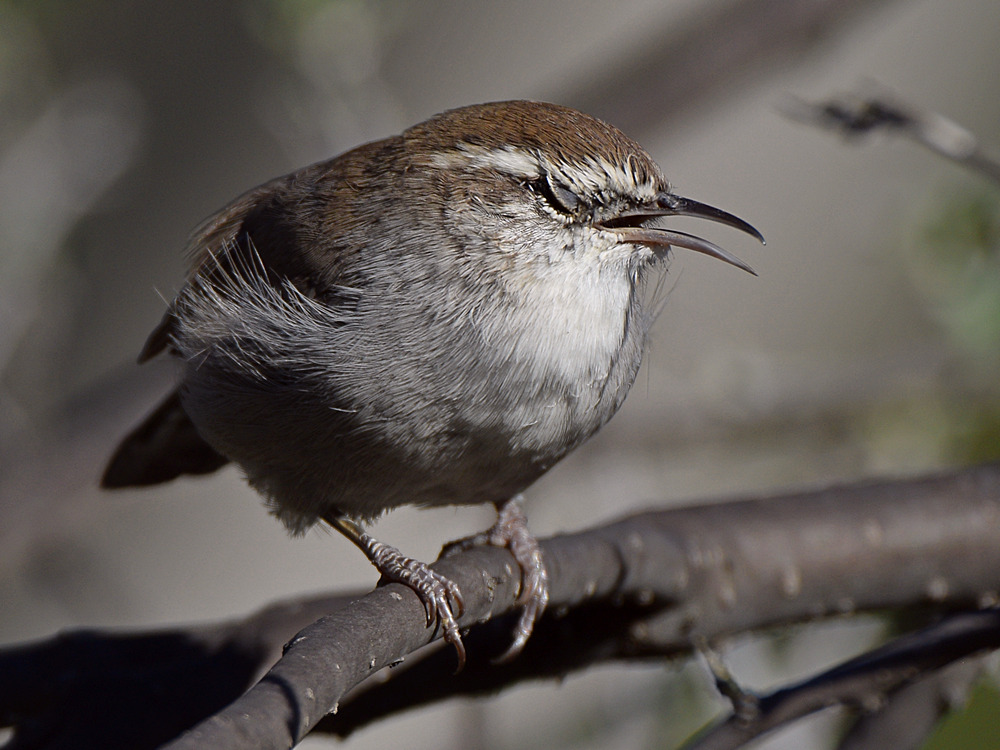 Wren5.jpg