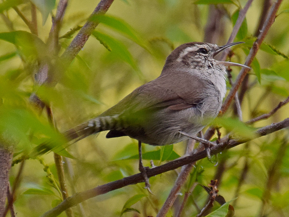 Wren5.jpg