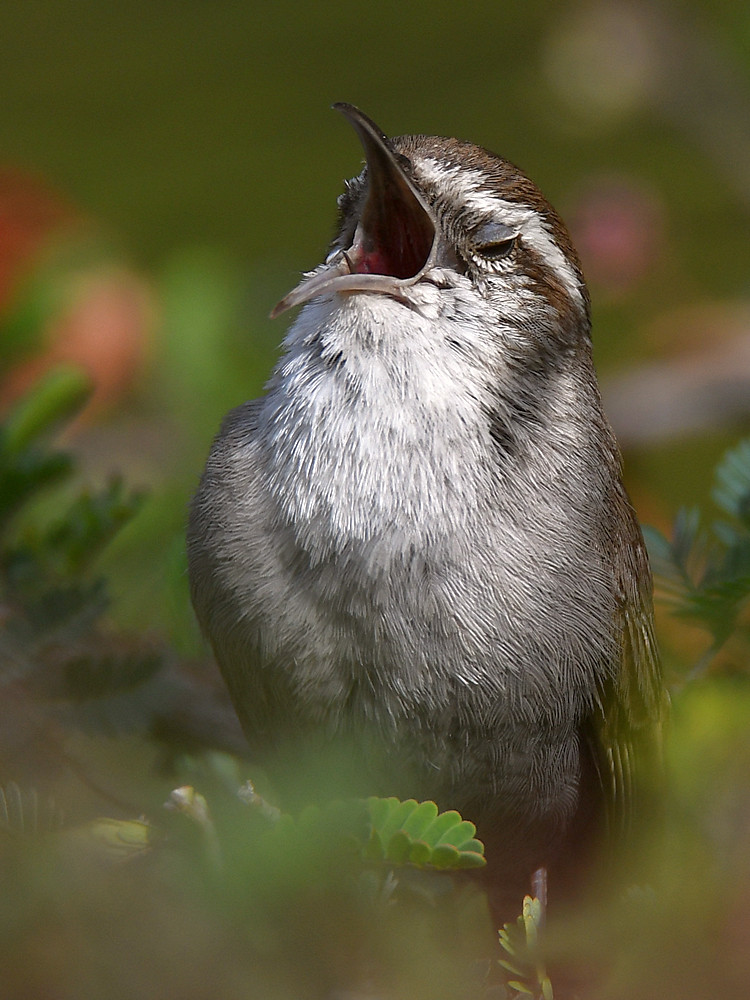 Wren5.jpg