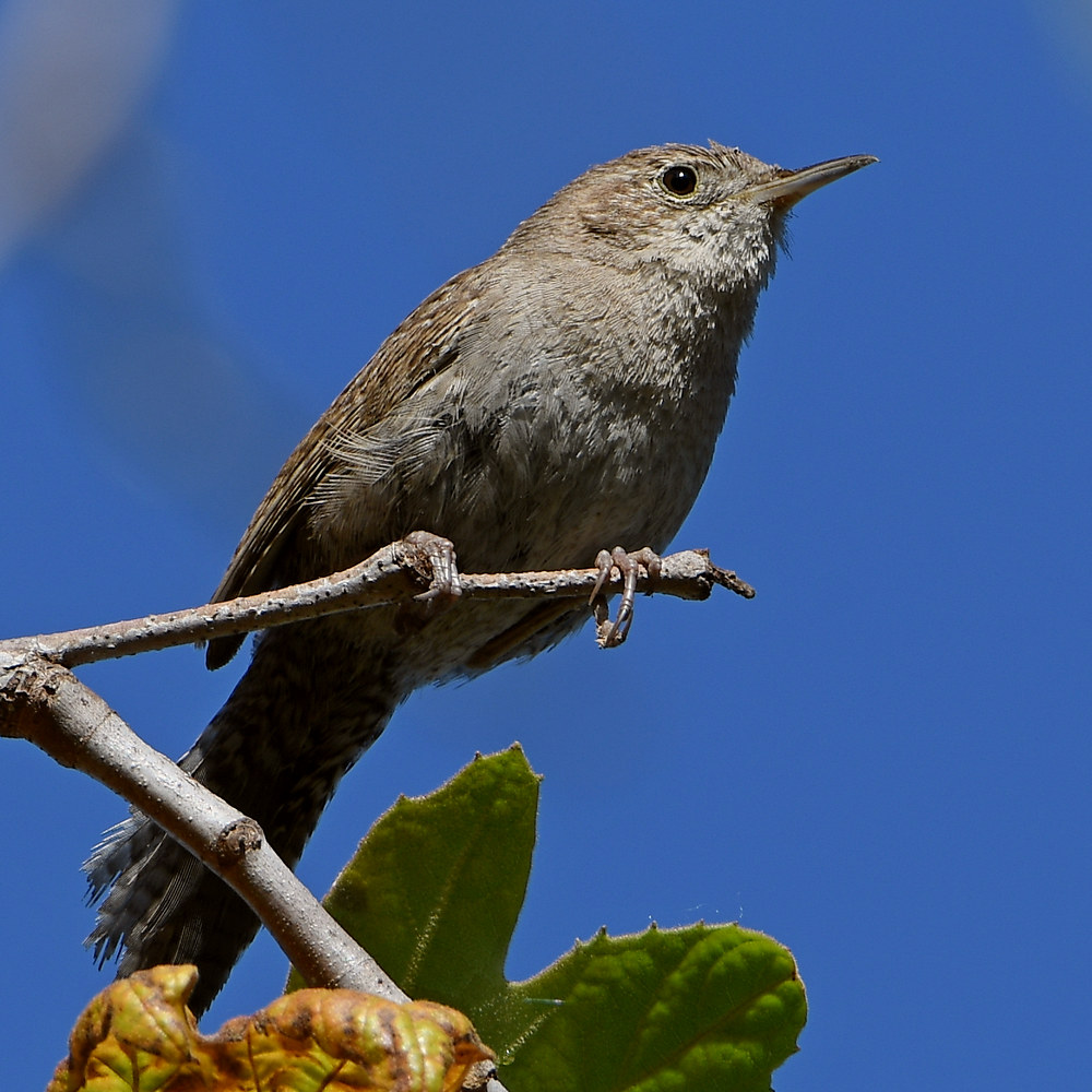 Wren5.jpg