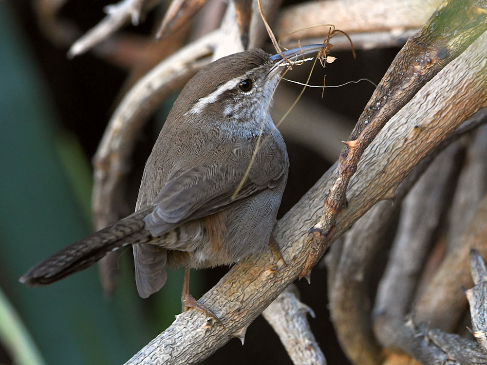 Wren5.jpg