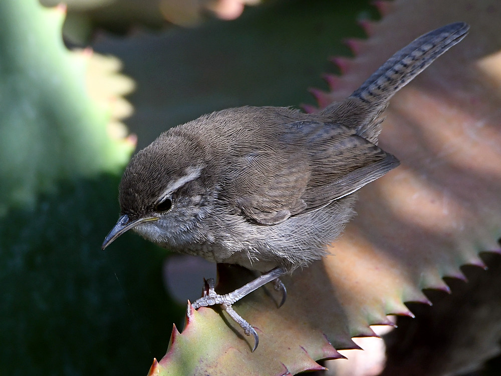 Wren5.jpg