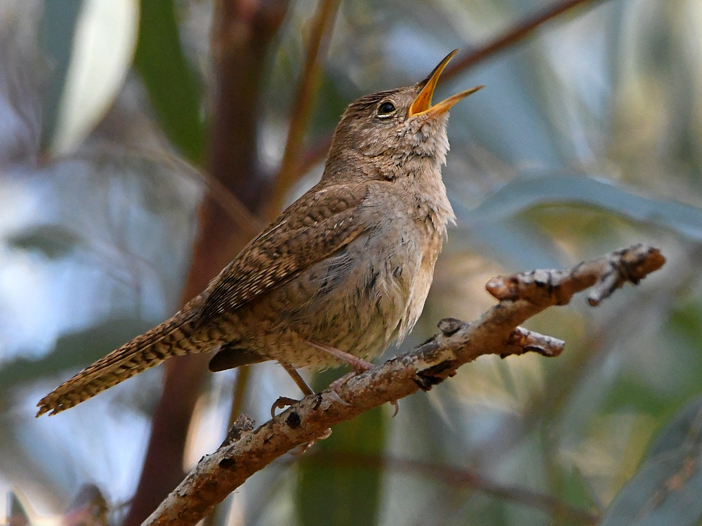 Wren5.jpg