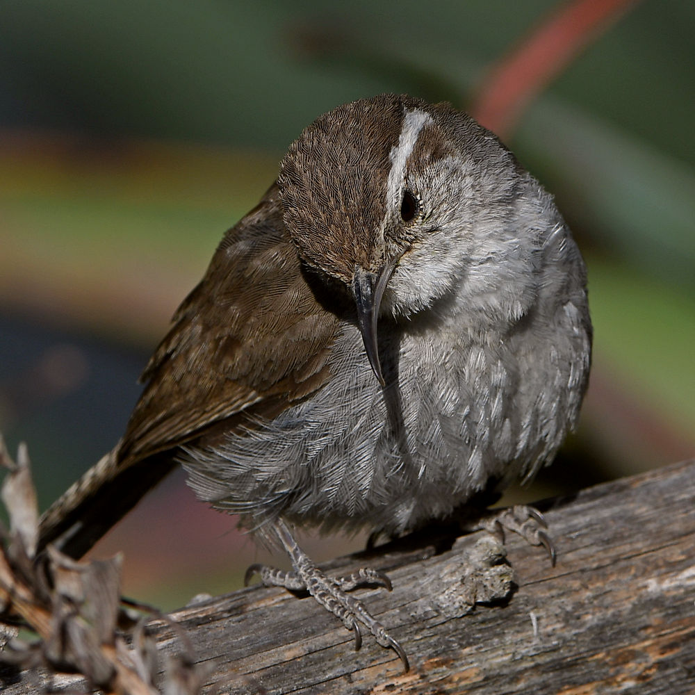 Wren5.jpg