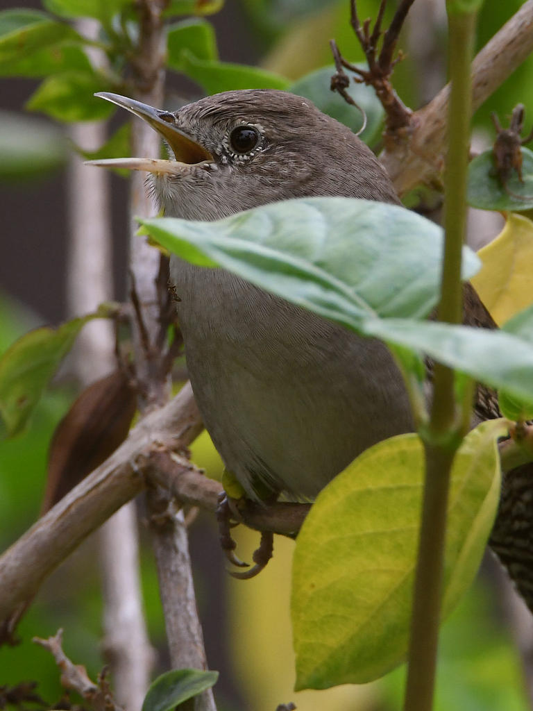 Wren5.jpg
