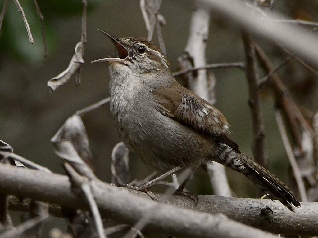 Wren5.jpg