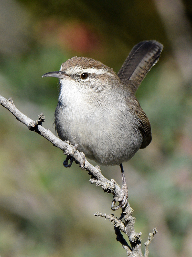 Wren6.jpg