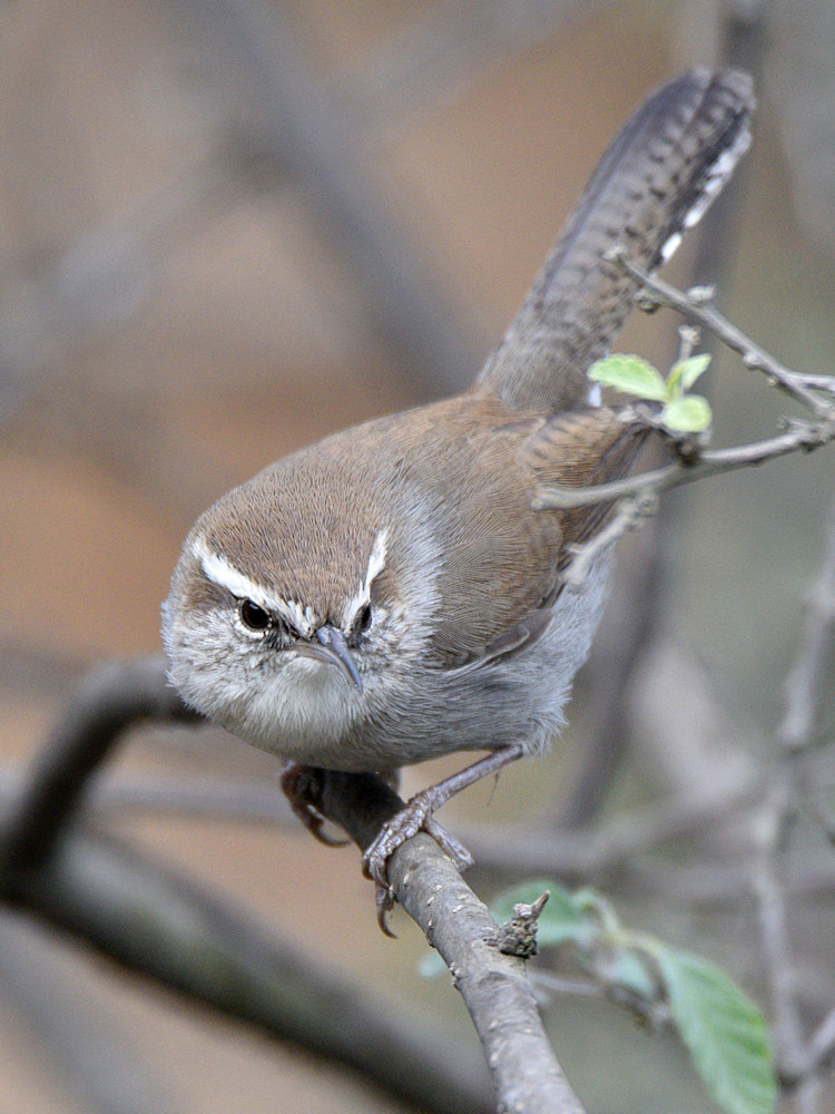Wren6.jpg