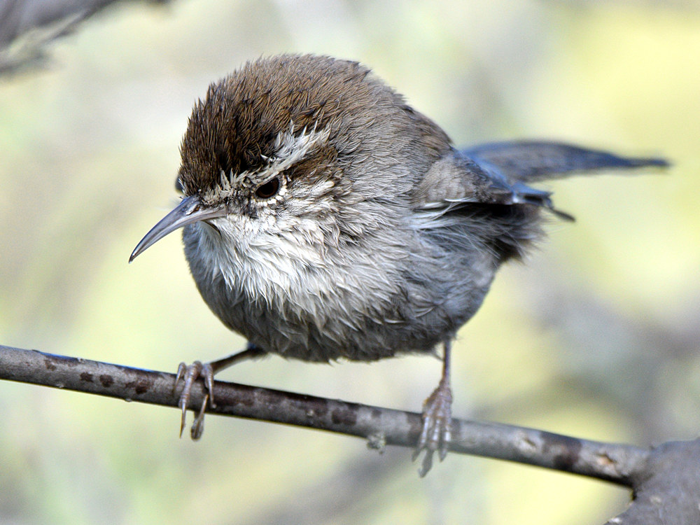 Wren6.jpg