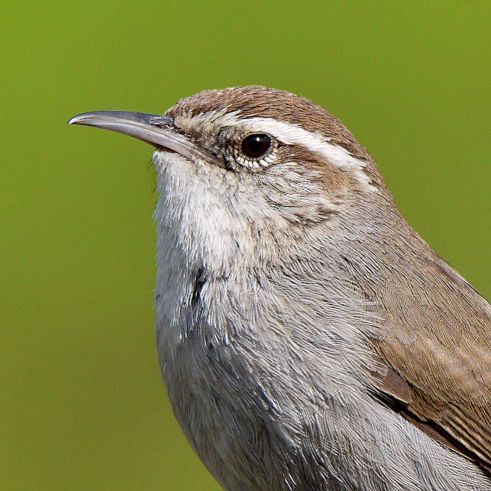 Wren6.jpg