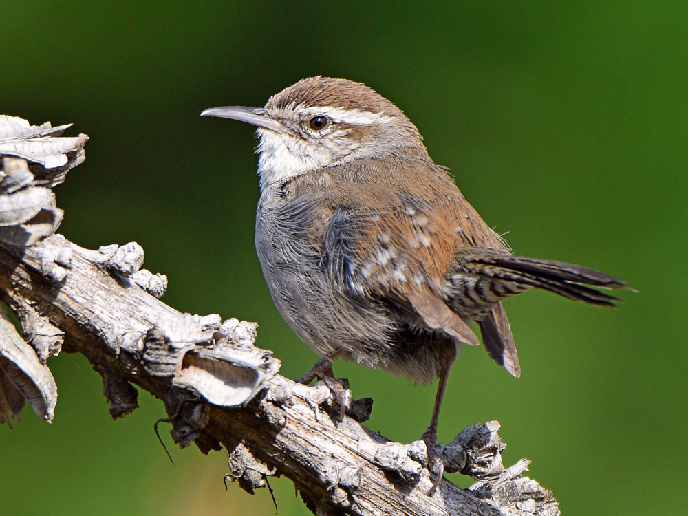 Wren6.jpg