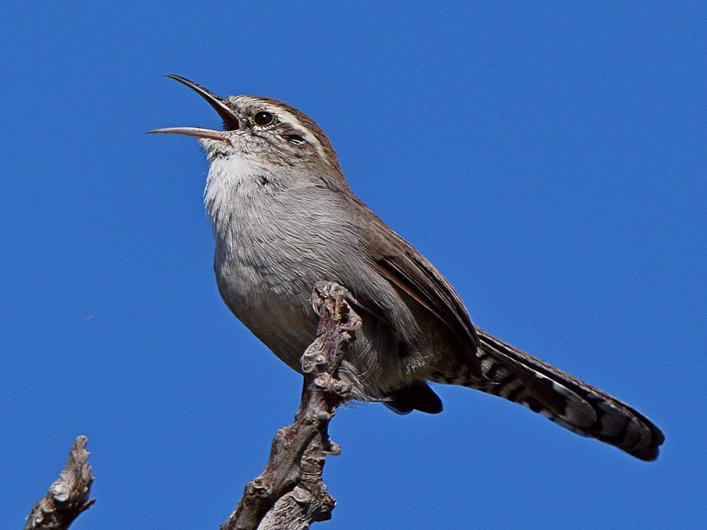 Wren6.jpg